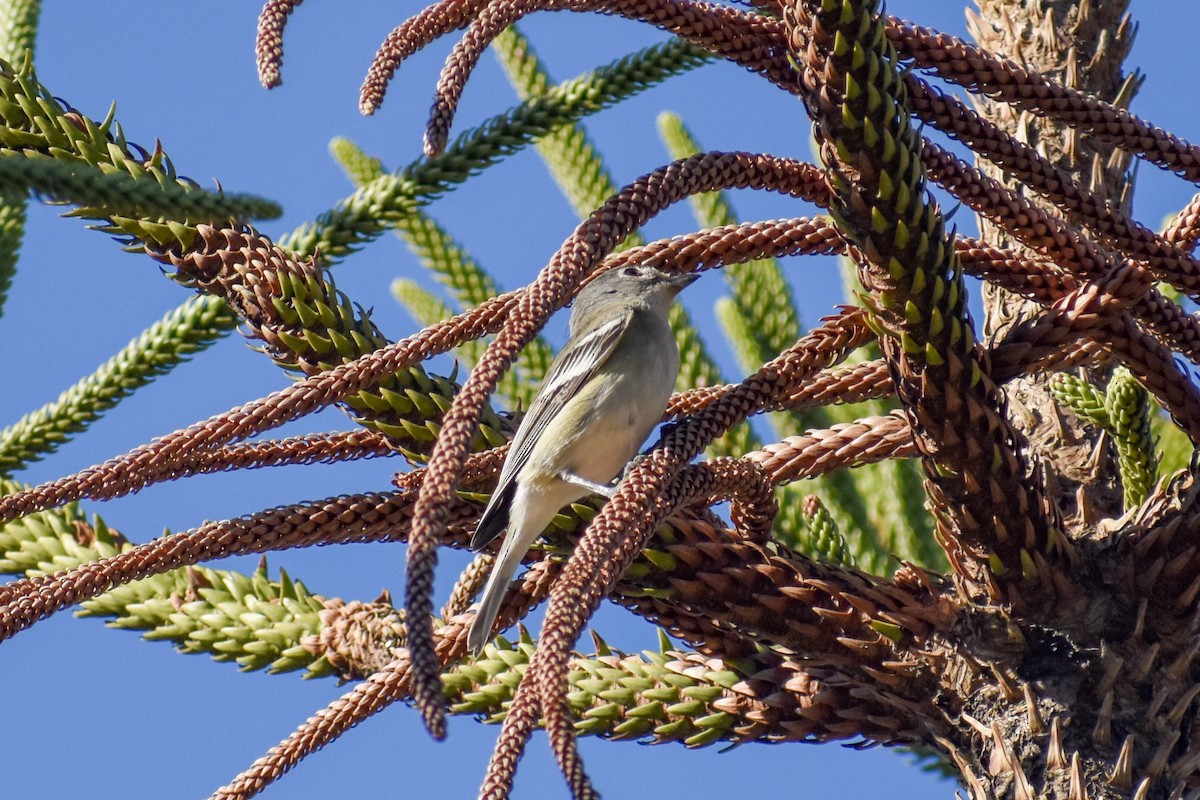 Plumbeous Vireo - ML643590451