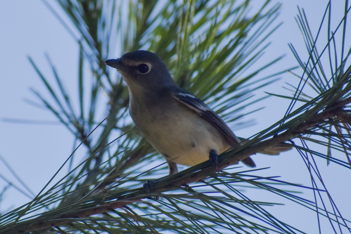 Plumbeous Vireo - ML643590452