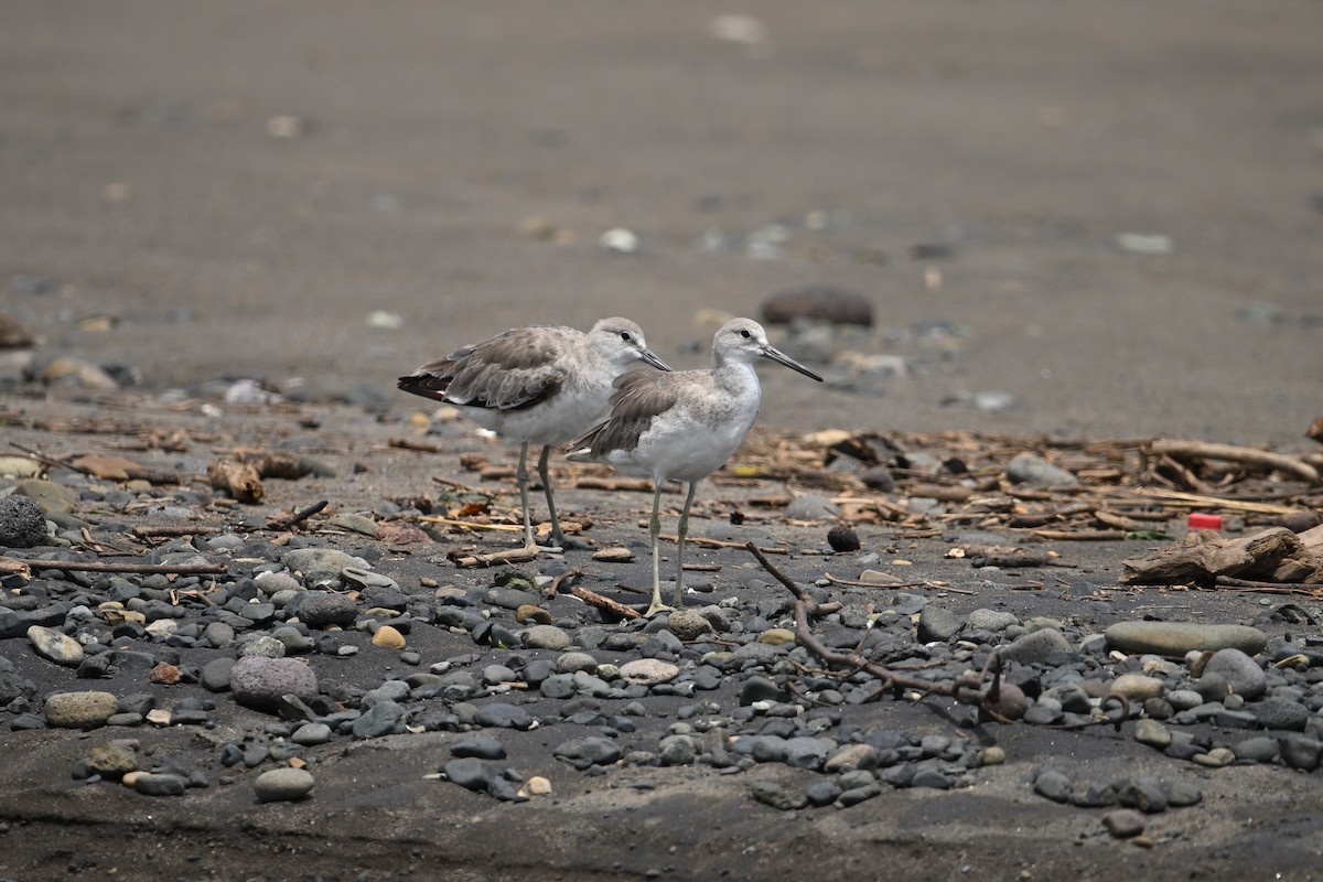 Willet - ML643590458