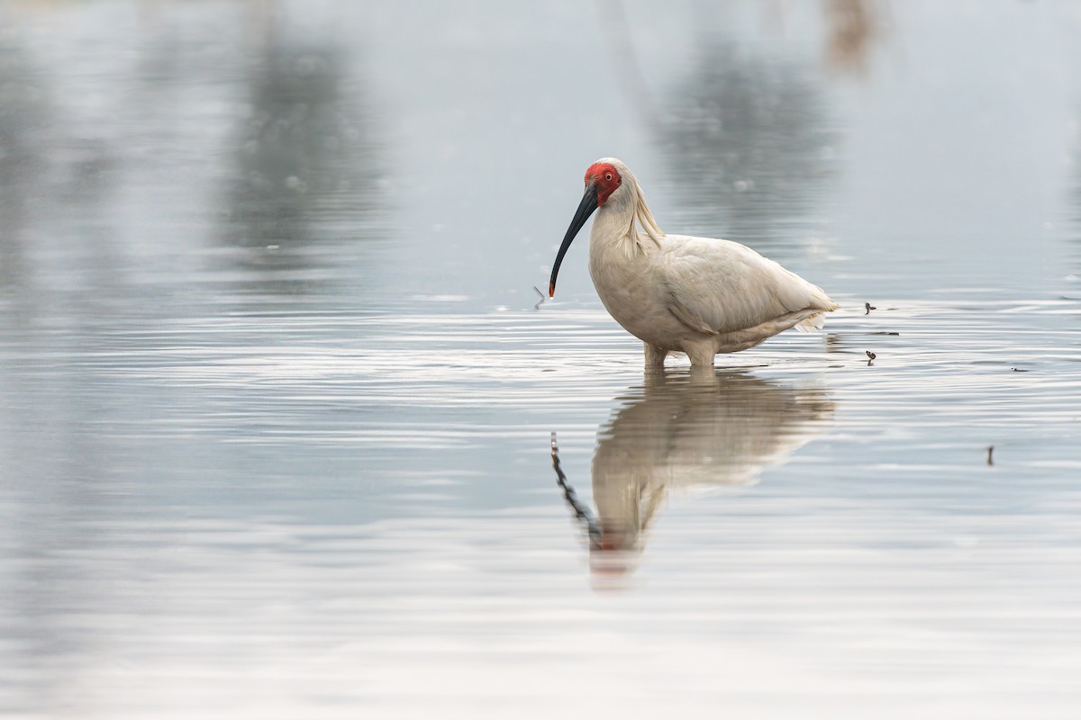 朱鷺 - ML643590459