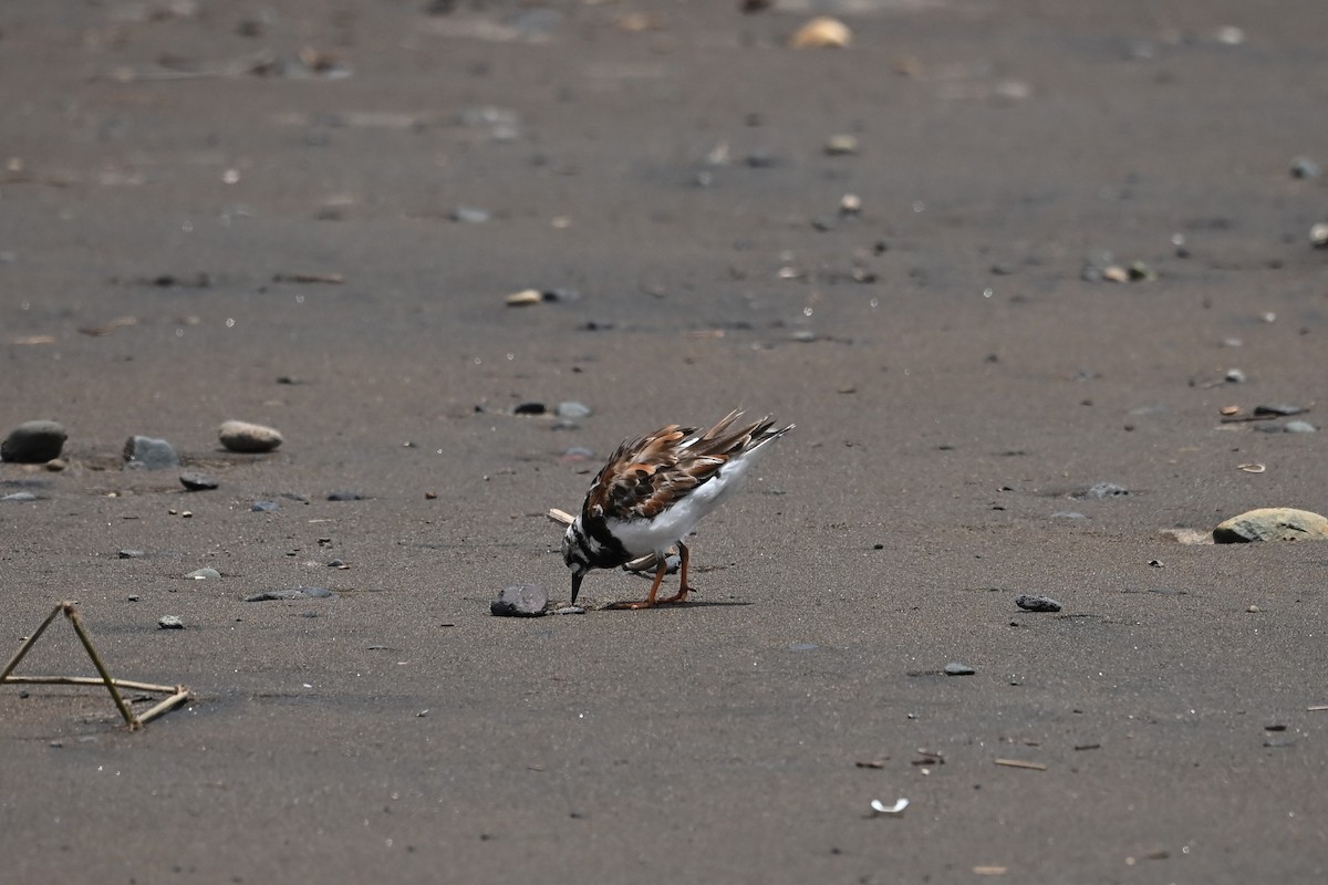 翻石鷸 - ML643590469