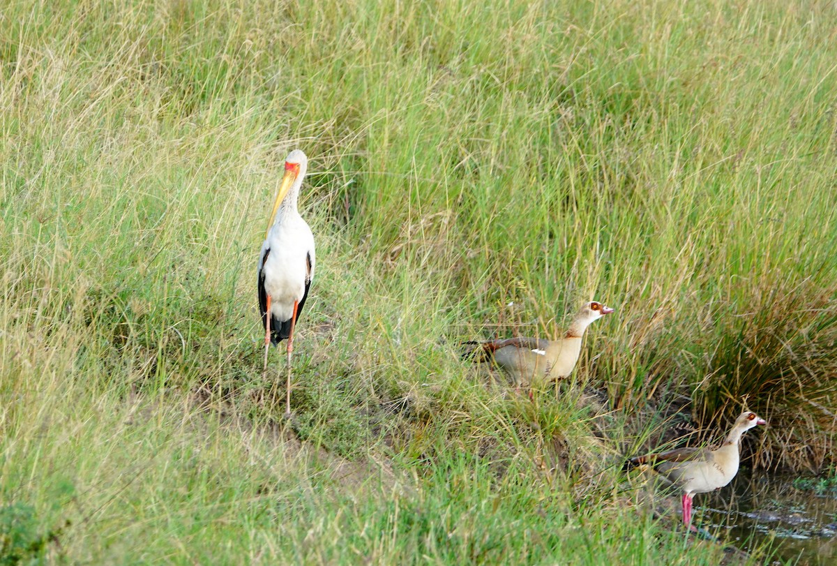 Yellow-billed Stork - ML643590470