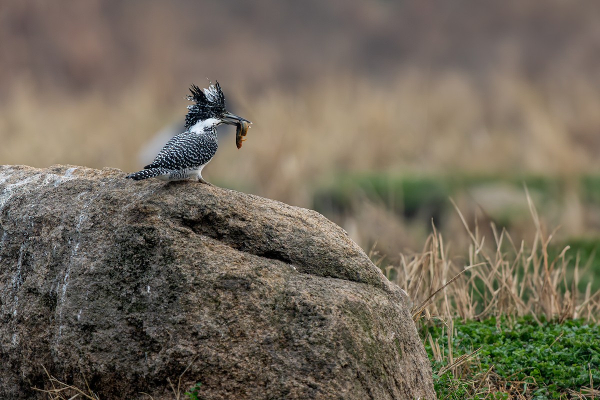 Crested Kingfisher - ML643590471