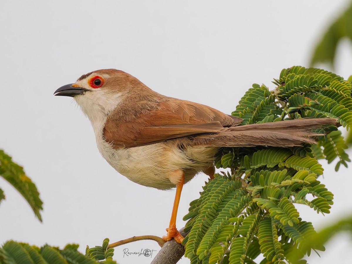 Yellow-eyed Babbler - ML643590472
