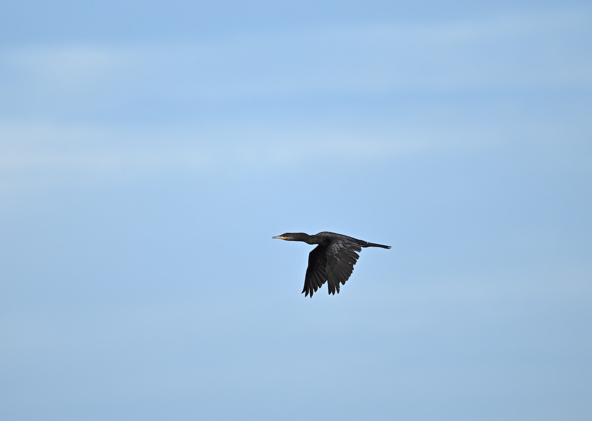 Neotropic Cormorant - ML643590487