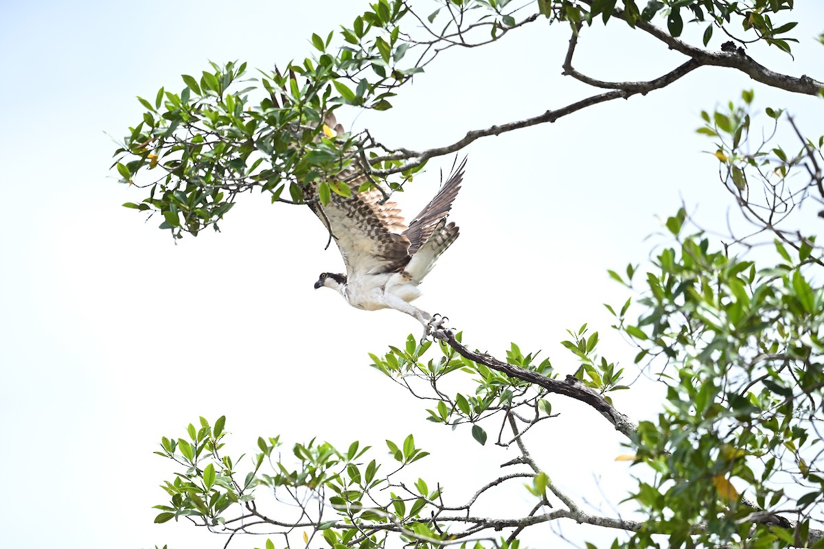 魚鷹 - ML643590522