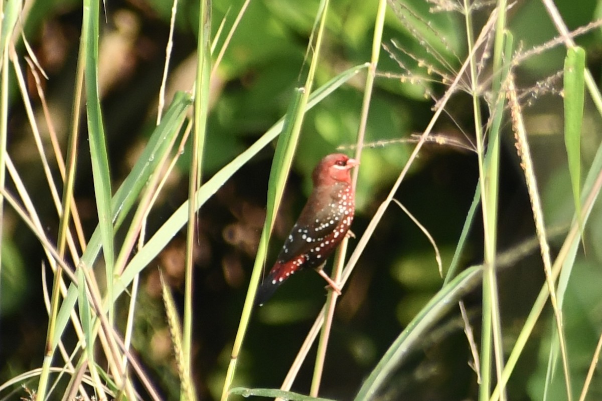 Red Avadavat - ML643590527