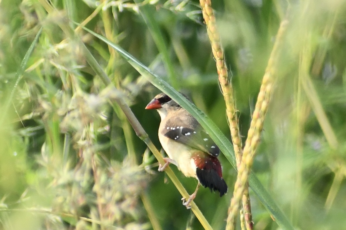 Red Avadavat - ML643590528