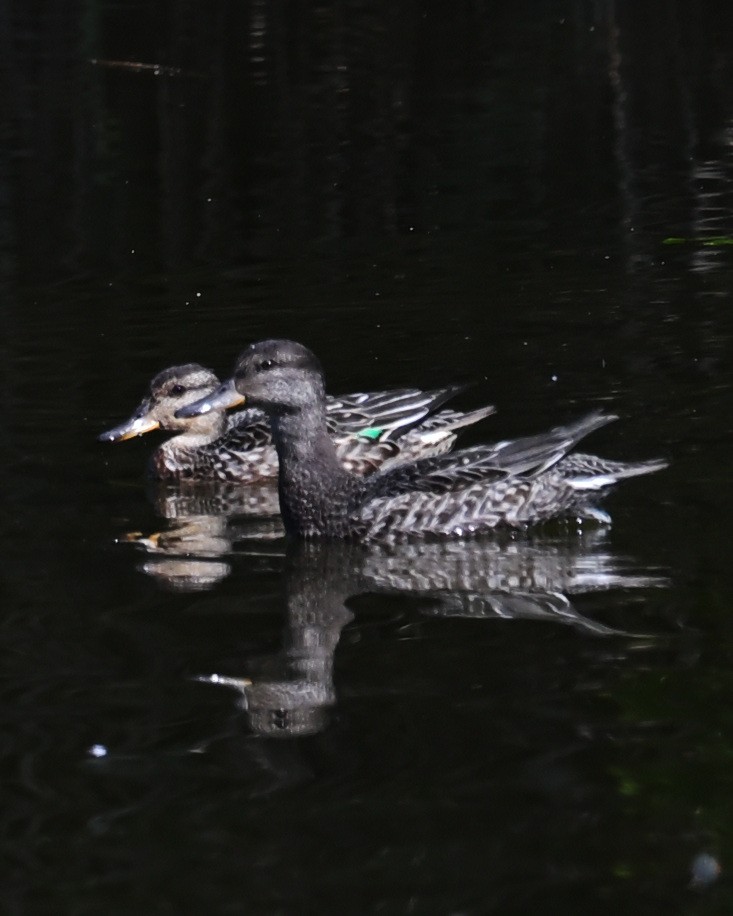 Green-winged Teal - ML643590529
