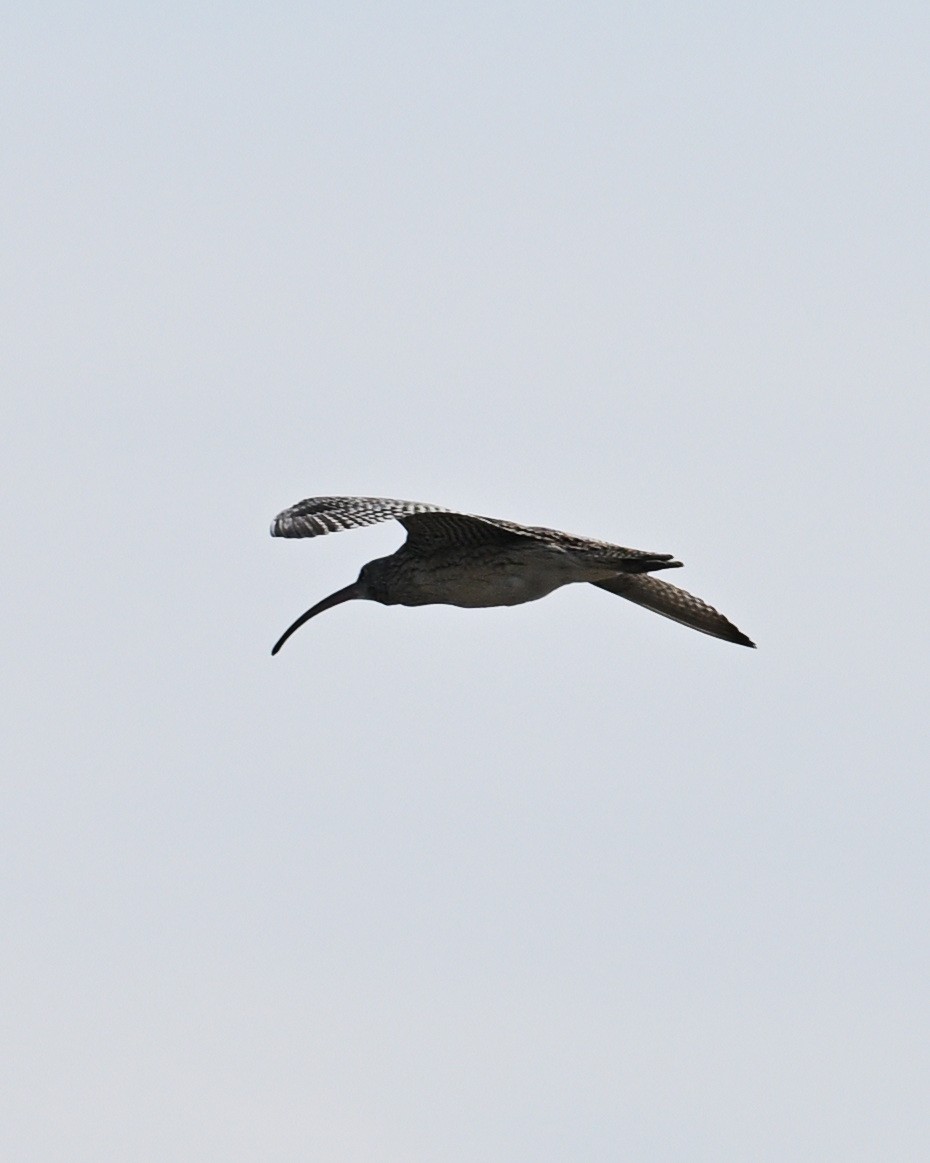 Far Eastern Curlew - ML643590542