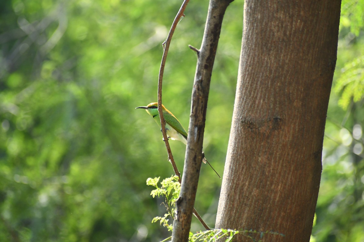 Asian Green Bee-eater - ML643590543