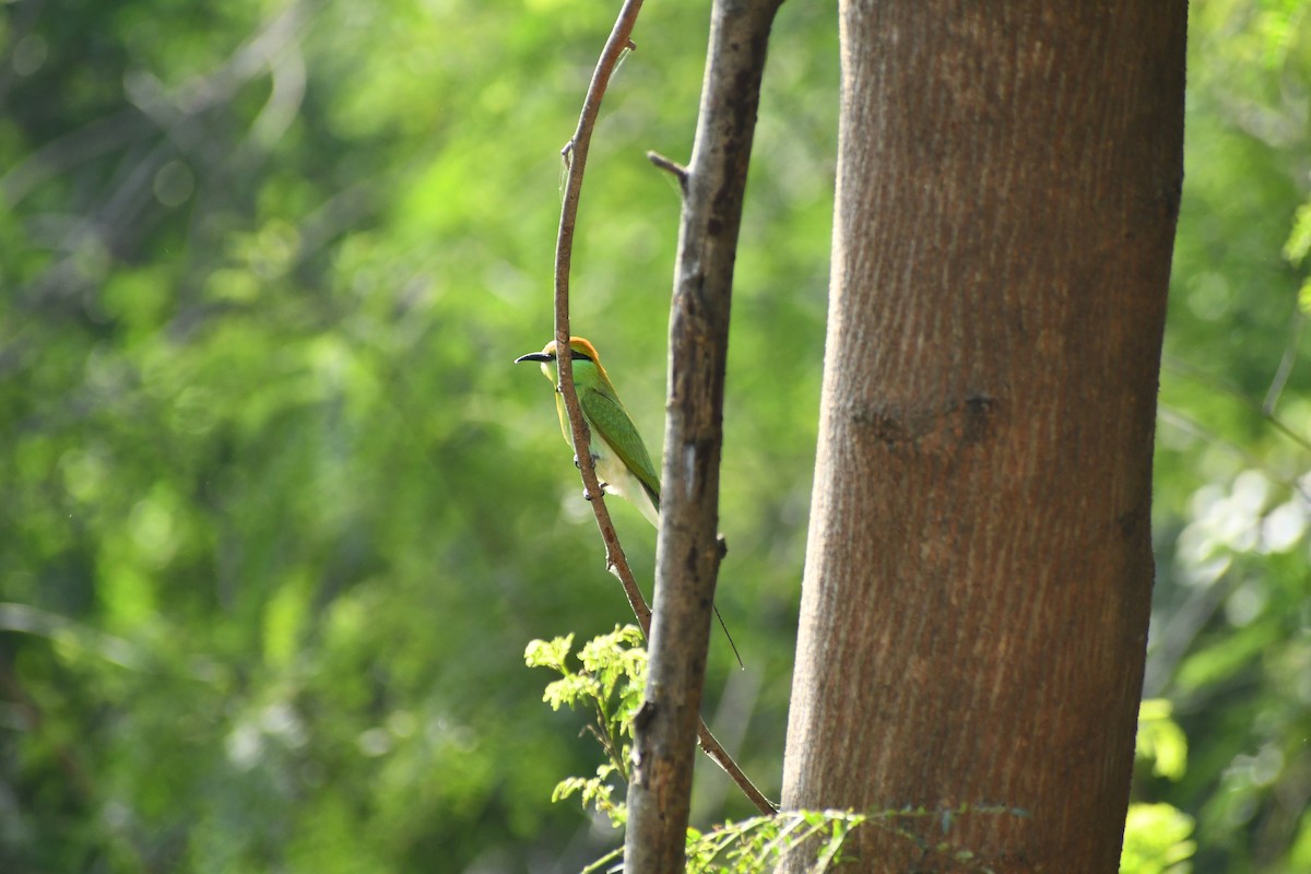 Asian Green Bee-eater - ML643590544
