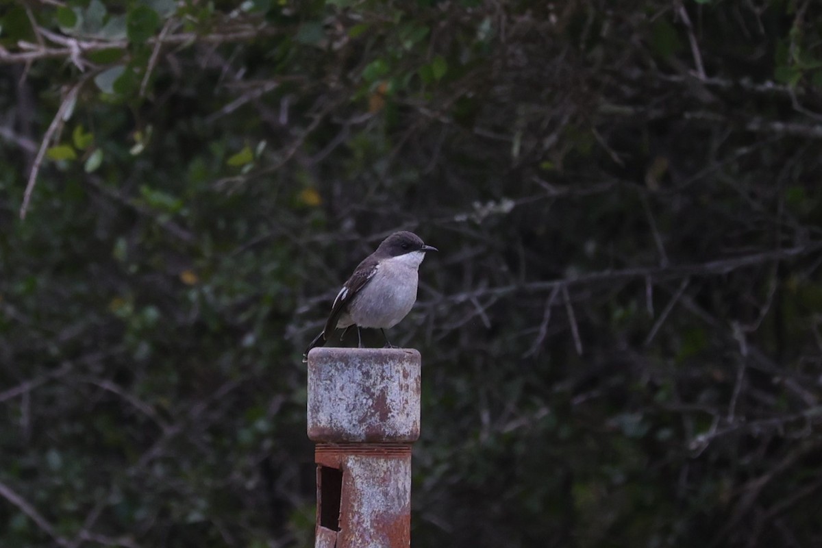 Fiscal Flycatcher - ML643590545