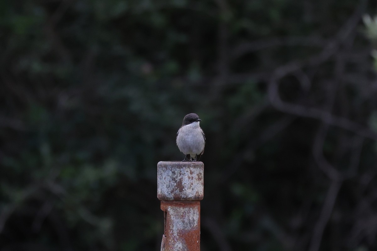 Fiscal Flycatcher - ML643590546