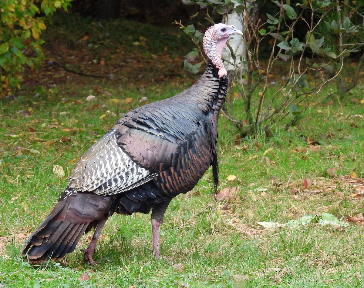 Wild Turkey - ML643590547