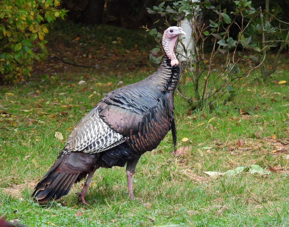 Wild Turkey - ML643590548