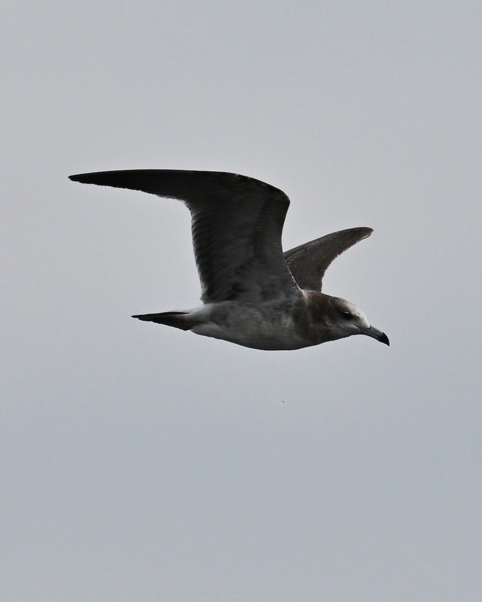 Black-tailed Gull - ML643590550