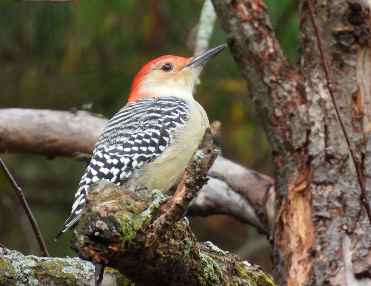 Red-bellied Woodpecker - ML643590552