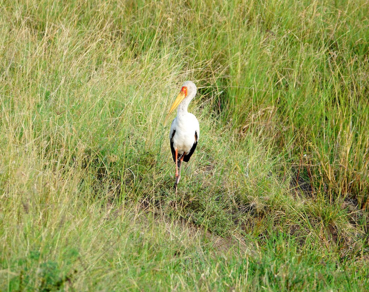 Yellow-billed Stork - ML643590555
