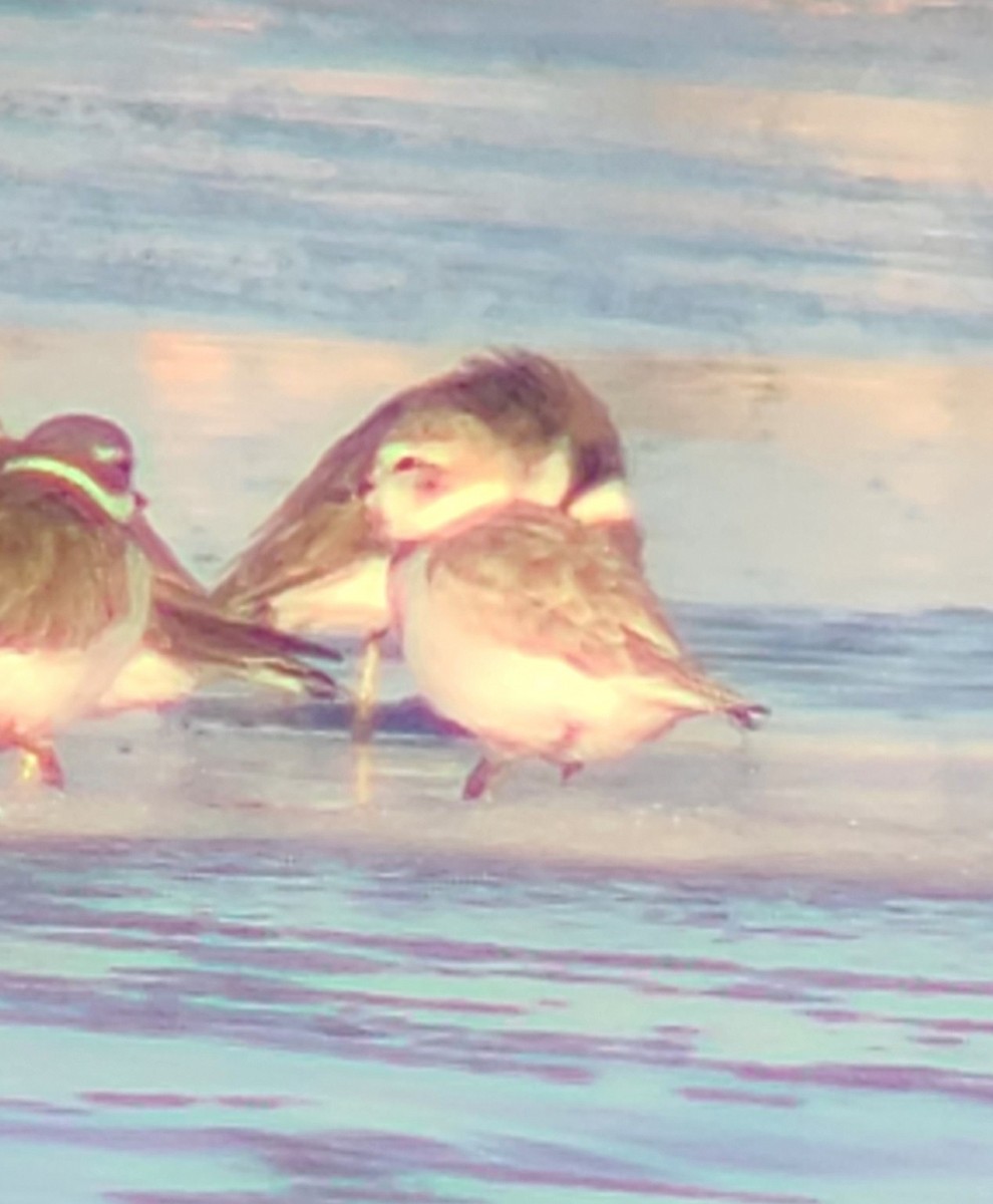 Snowy Plover - ML643590557