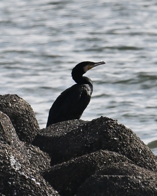 Great/Japanese Cormorant - ML643590559