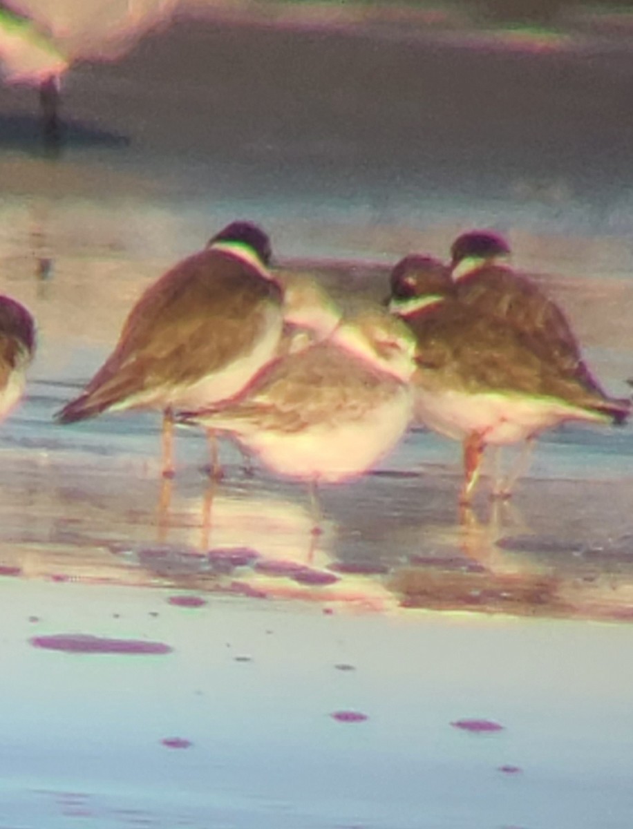Snowy Plover - ML643590560