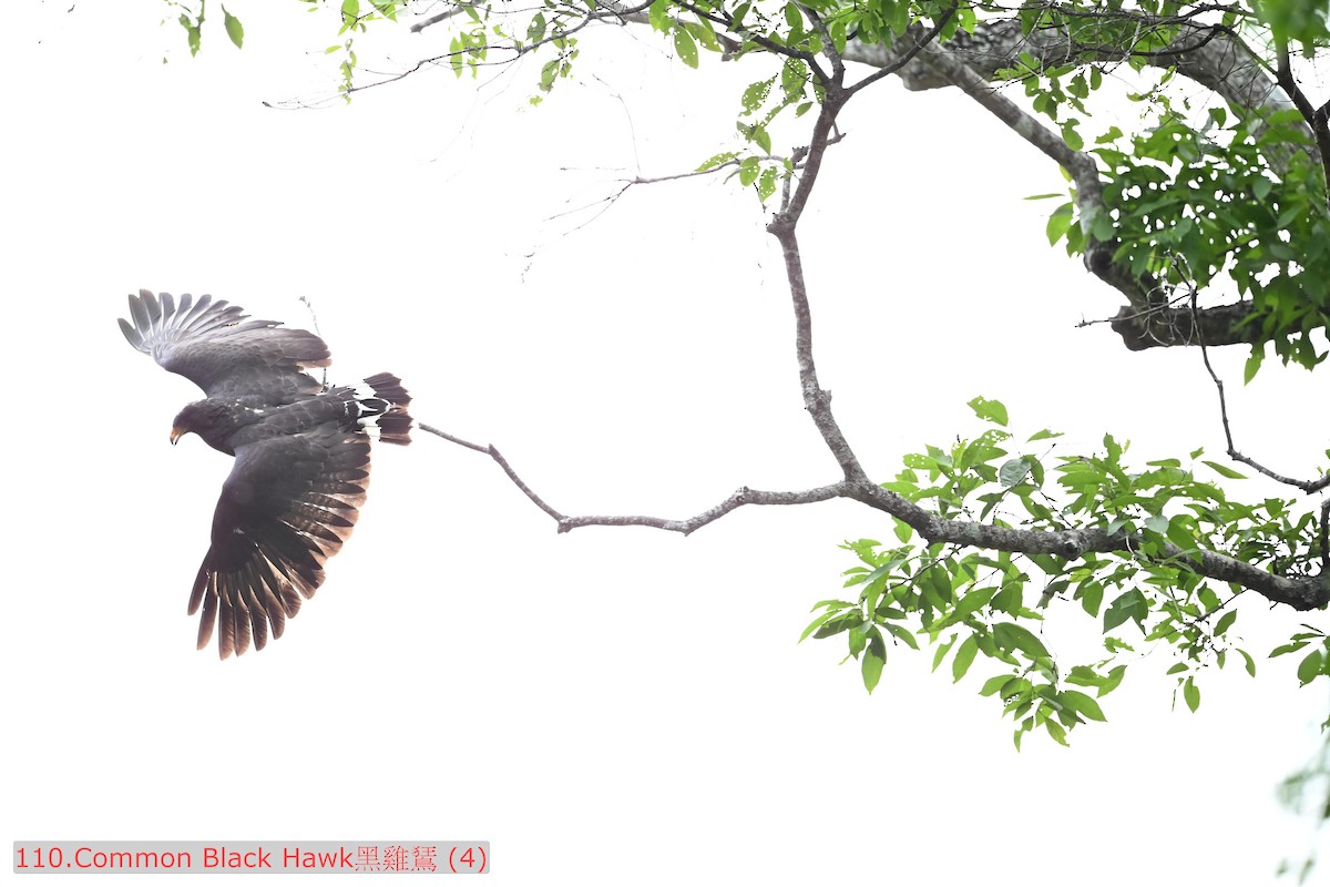 Common Black Hawk - ML643590568