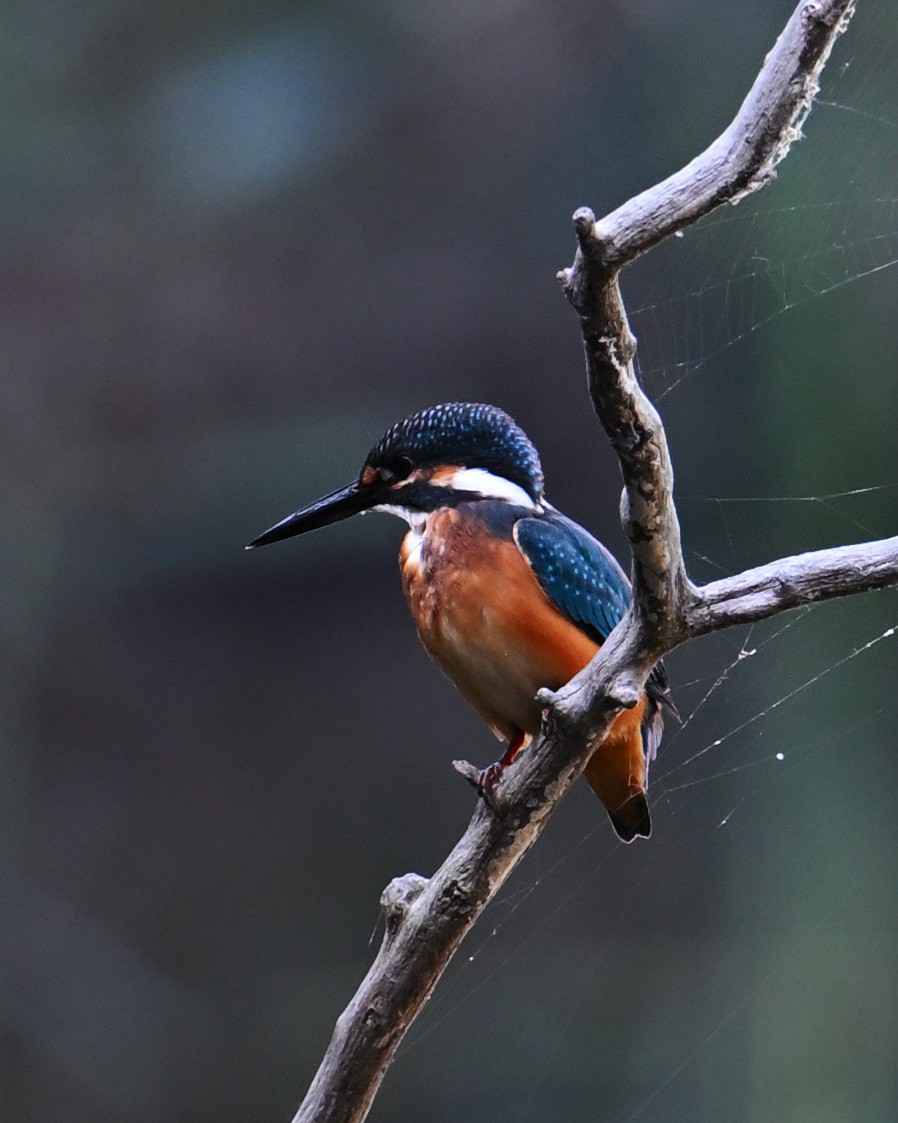 Martin pescatore - ML643590571