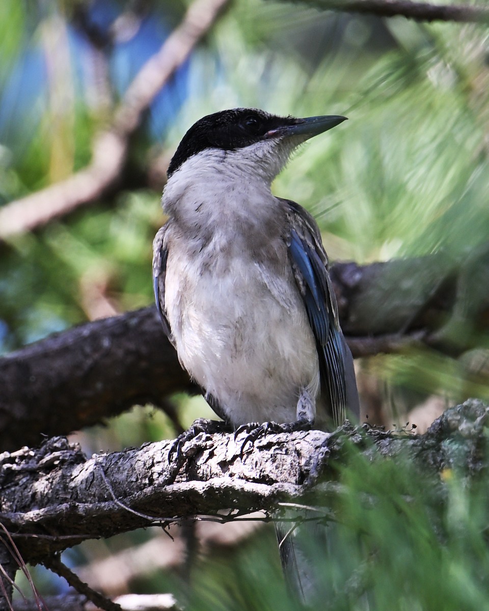 Azure-winged Magpie - ML643590574