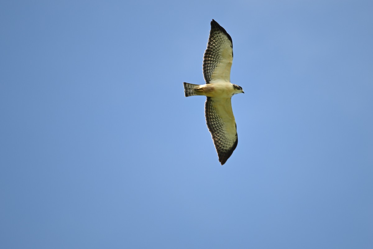 Short-tailed Hawk - ML643590580