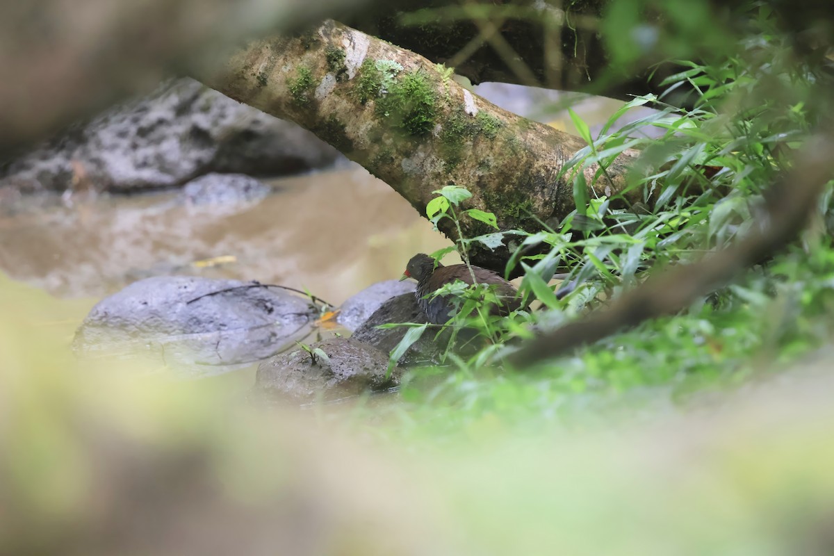 Paint-billed Crake - ML643590584