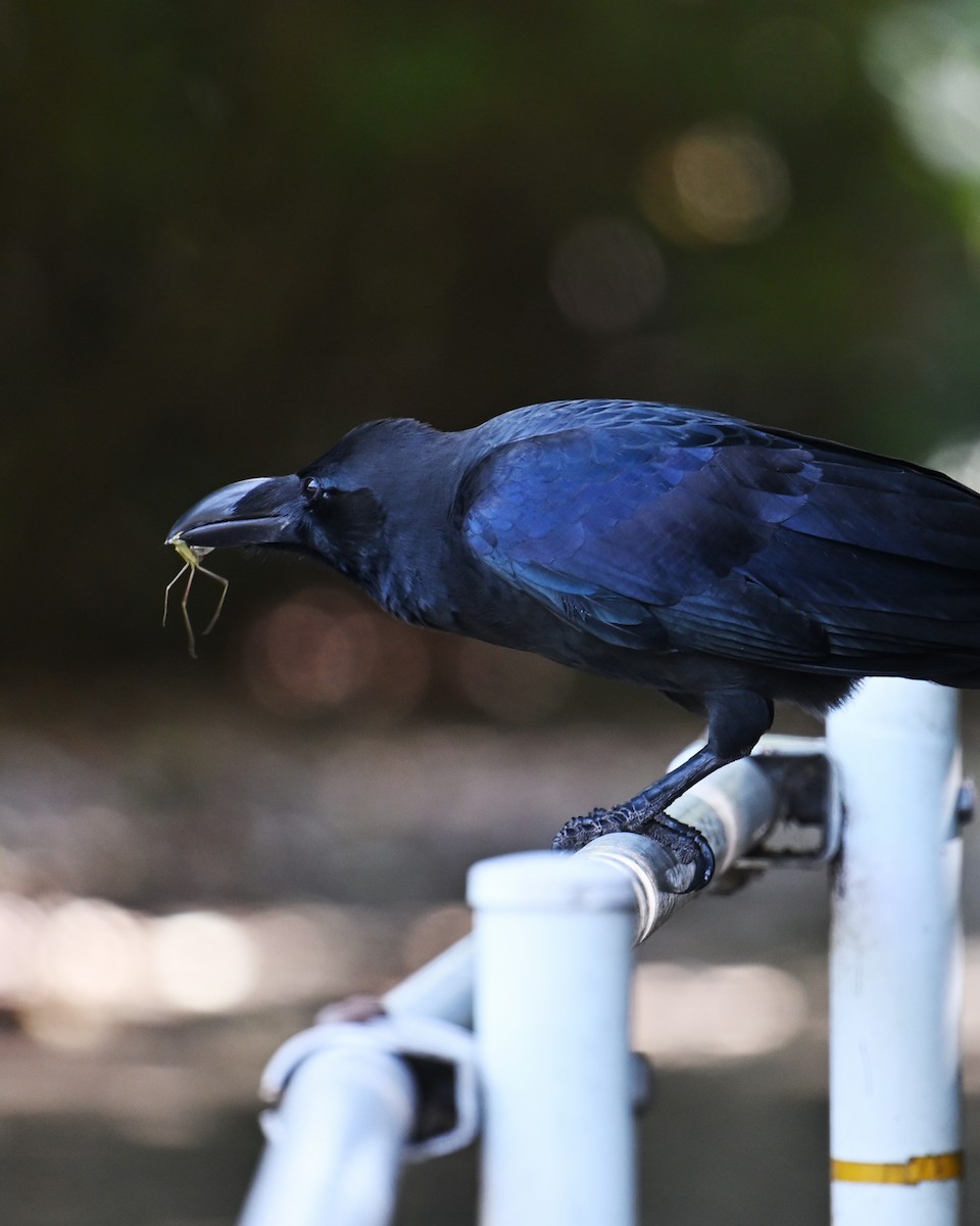 Large-billed Crow - ML643590591