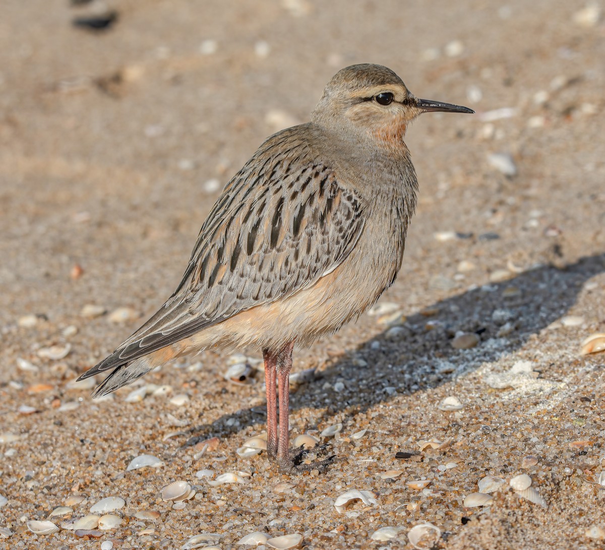 Tawny-throated Dotterel - ML643590593