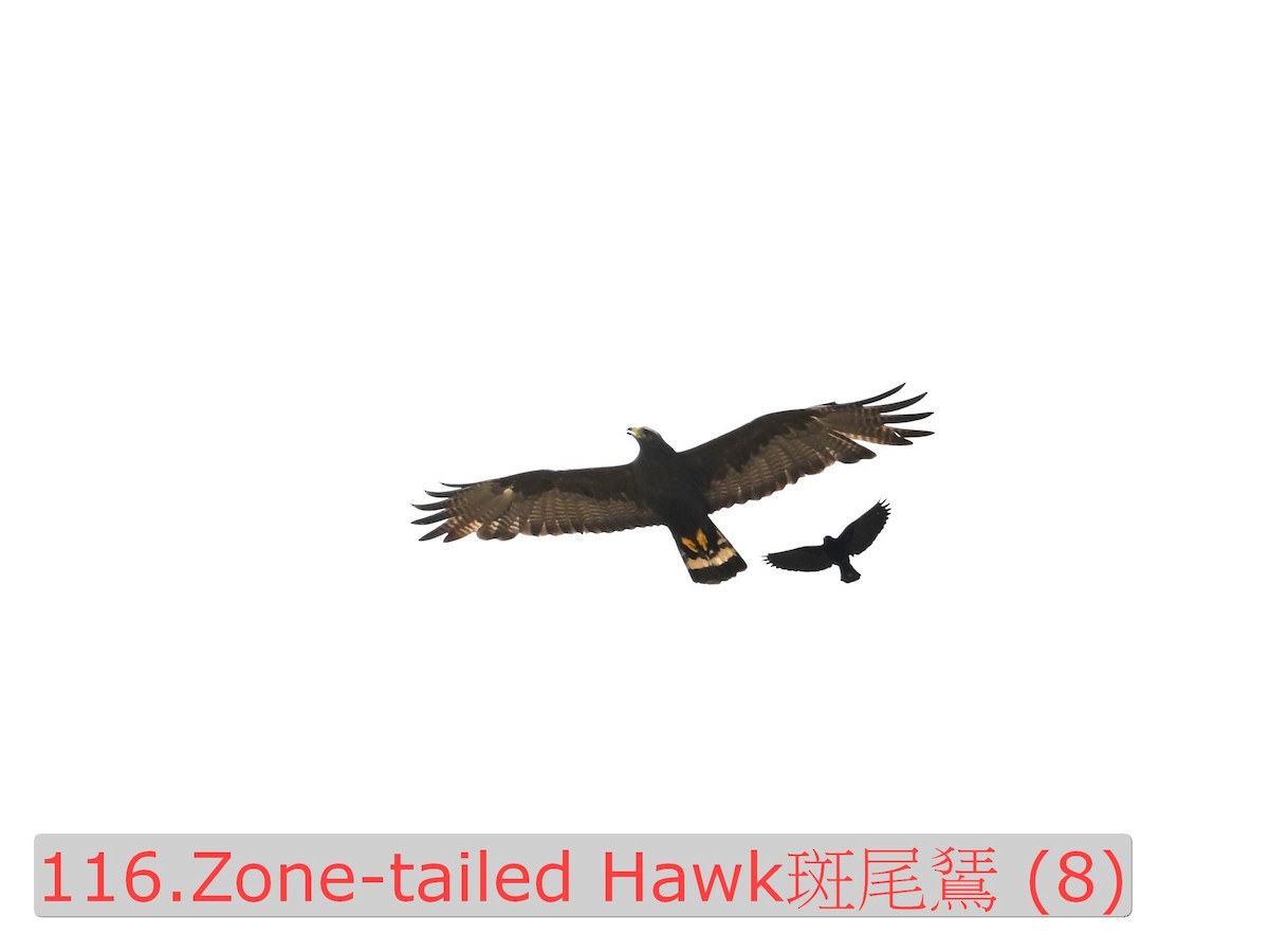 Zone-tailed Hawk - ML643590596