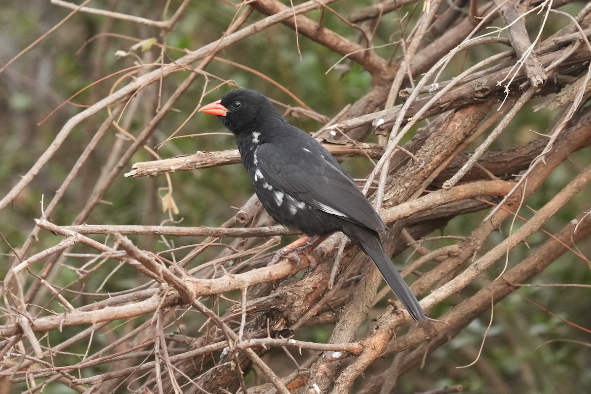 Red-billed Buffalo-Weaver - ML643590598