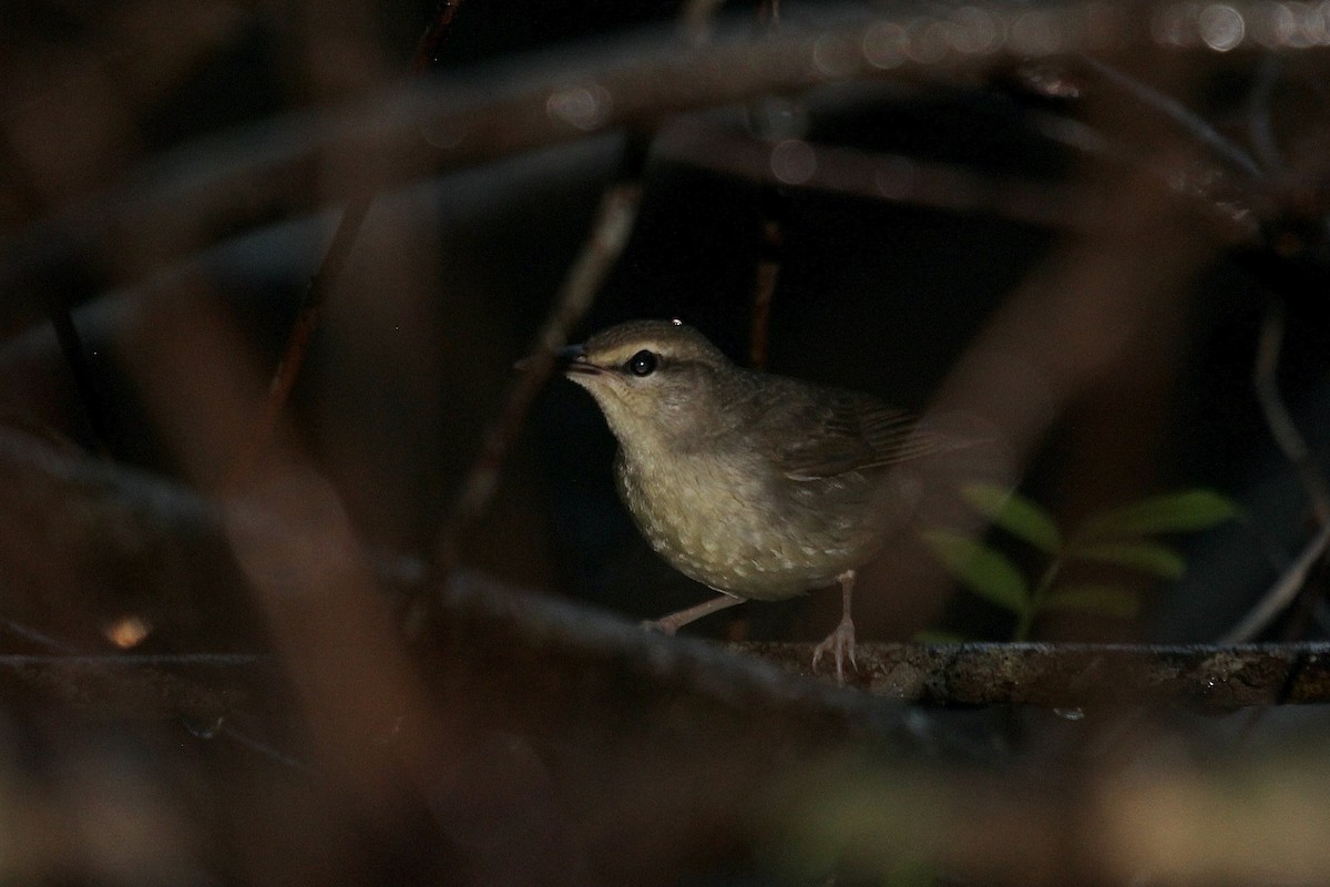 Swainson's Warbler - ML643590599