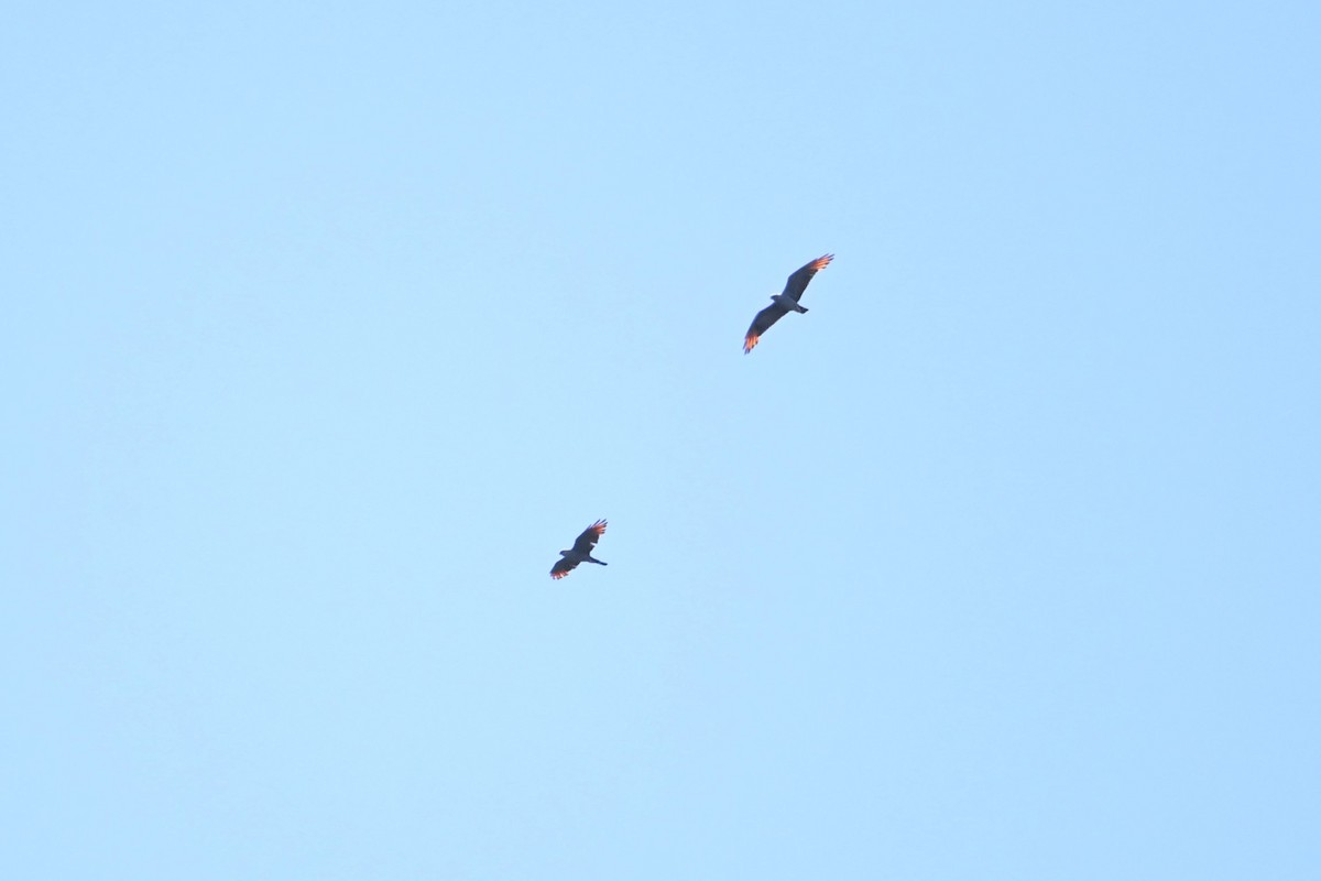 Plumbeous Kite - ML643590621