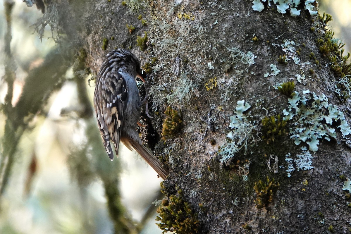 Short-toed Treecreeper - ML643590622