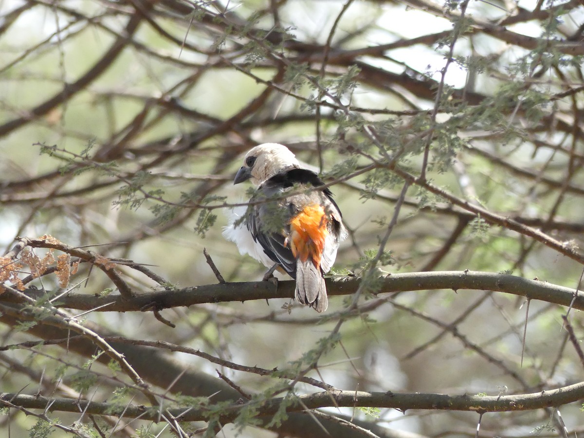 Alecto à tête blanche - ML643590624
