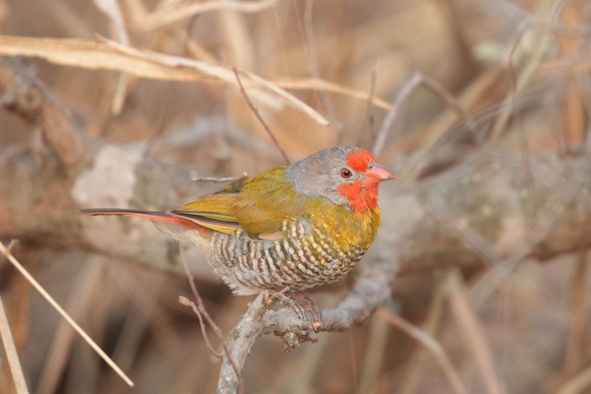 Green-winged Pytilia - ML643590625