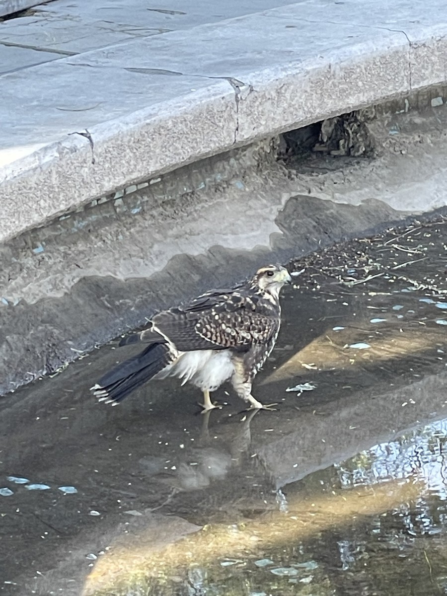 Harris's Hawk - ML643590648