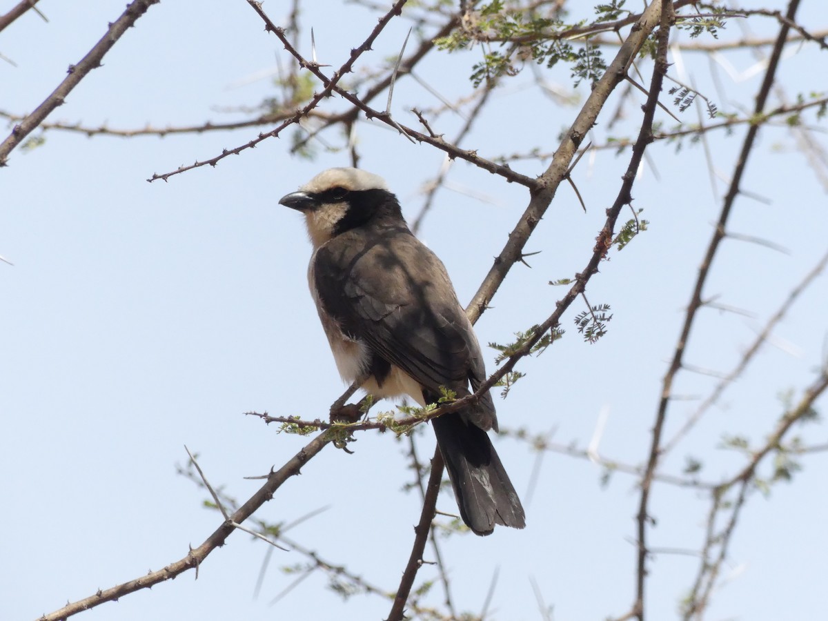 White-rumped Shrike - ML643590650