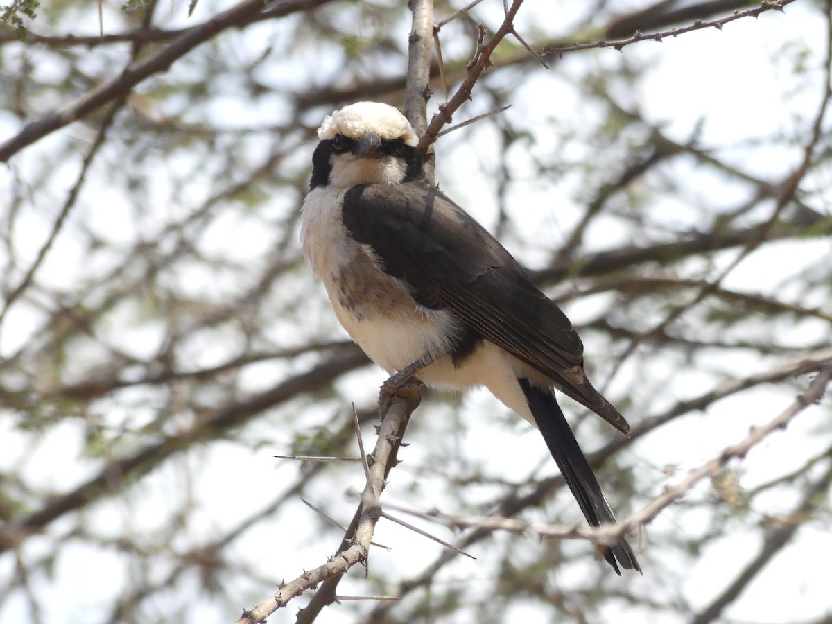 White-rumped Shrike - ML643590651