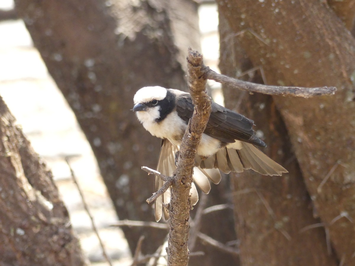 White-rumped Shrike - ML643590652
