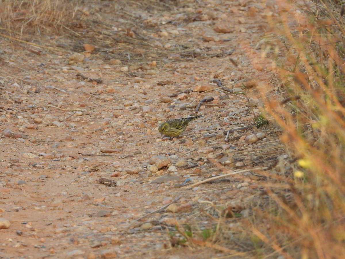 European Serin - ML643590654