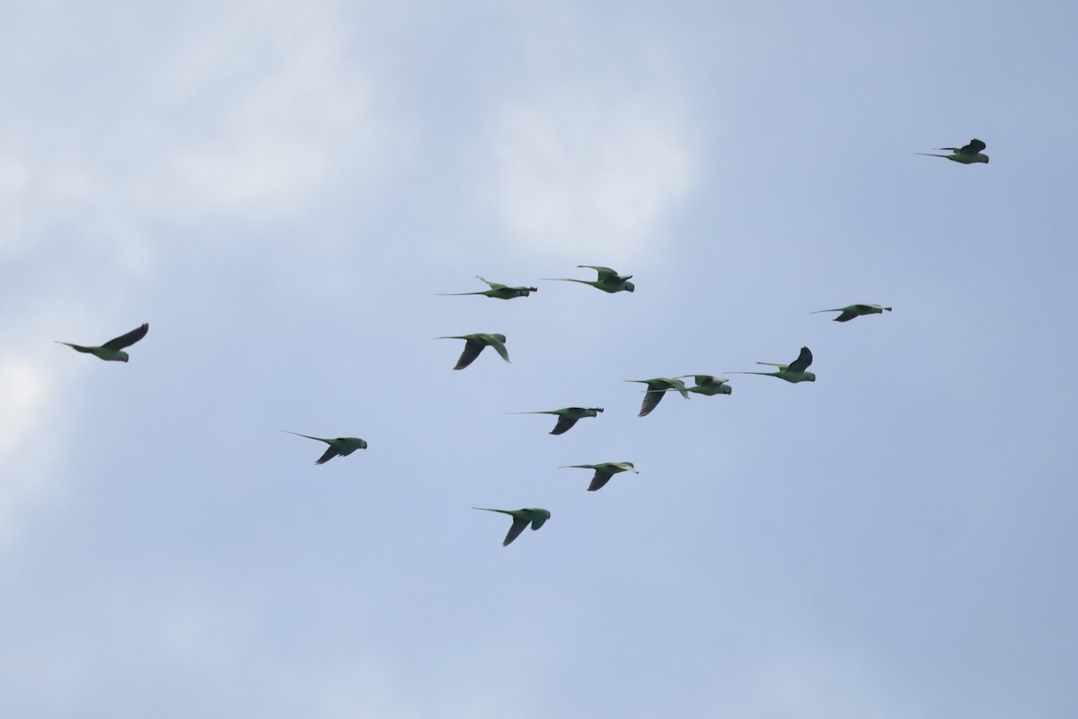Rose-ringed Parakeet - ML643590676
