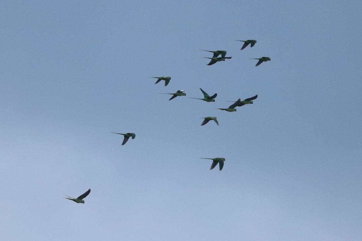 Rose-ringed Parakeet - ML643590677