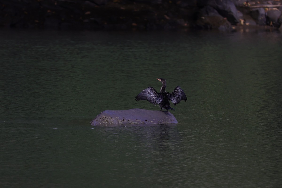 Reed Cormorant - ML643590681