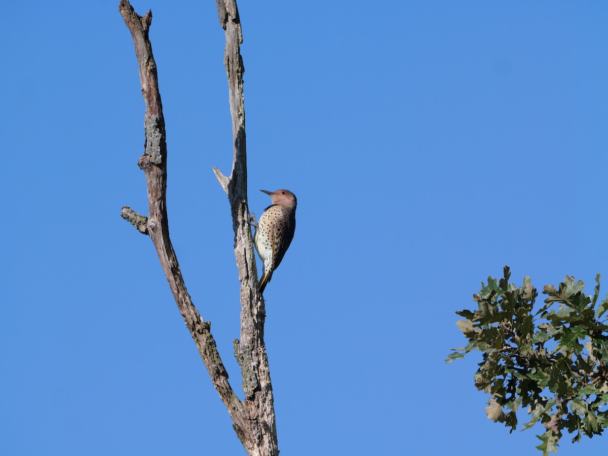 Northern Flicker (Yellow-shafted) - ML643590683