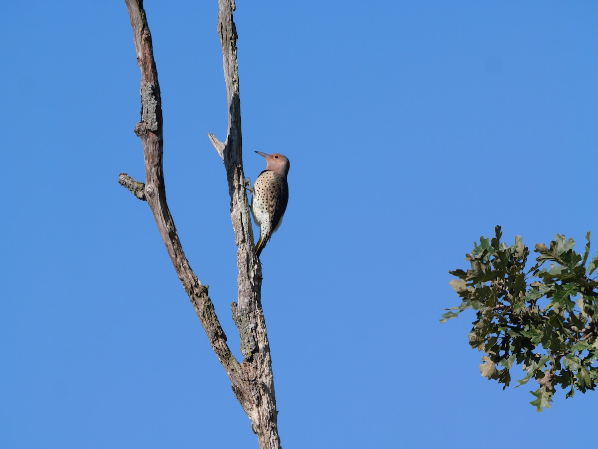 Northern Flicker (Yellow-shafted) - ML643590684